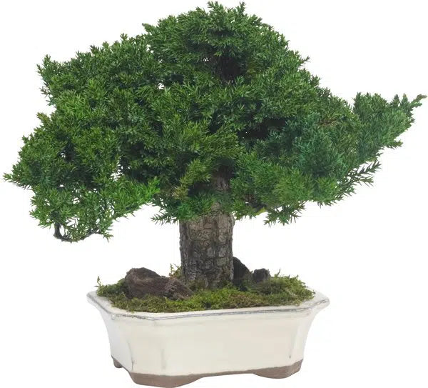 Bonsai Juniperus stabilizzato - h 25cm - clorophilla-shop