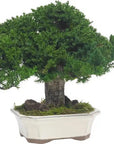 Bonsai Juniperus stabilizzato - h 25cm - clorophilla-shop