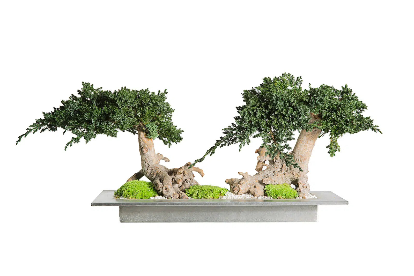 Bonsai di Ginepro alpino stabilizzato doppio - Boschetto - 20x50 h 30 - clorophilla-shop