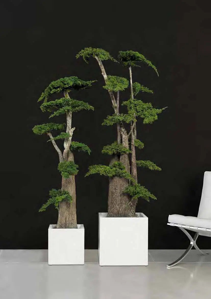 Big Bonsai Juniperus stabilizzato - h 190cm - clorophilla-shop