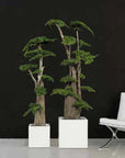Big Bonsai Juniperus stabilizzato - h 190cm - clorophilla-shop