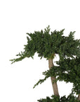 Bonsai Juniperus stabilizzato - h 25cm - clorophilla-shop