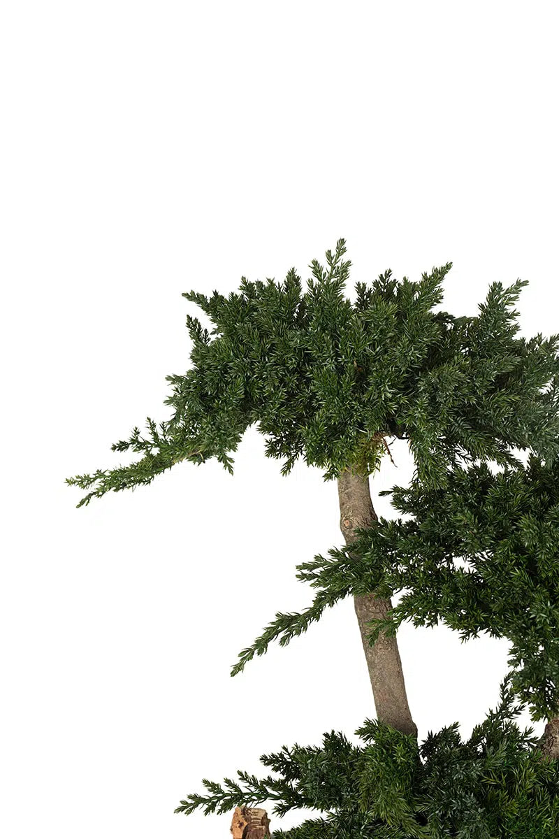 Big Bonsai Juniperus stabilizzato - h 190cm - clorophilla-shop