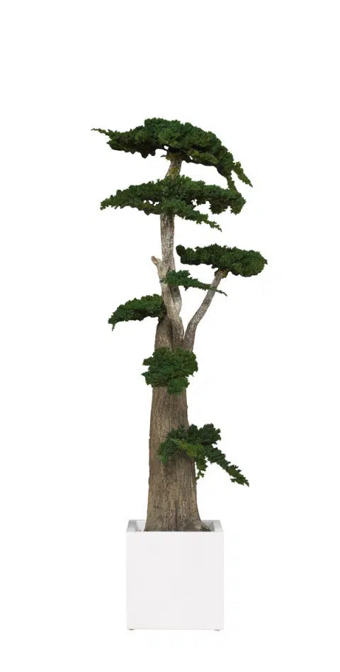 Big Bonsai Juniperus stabilizzato - h 190cm - clorophilla-shop