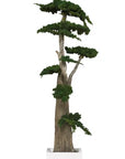 Big Bonsai Juniperus stabilizzato - h 190cm - clorophilla-shop