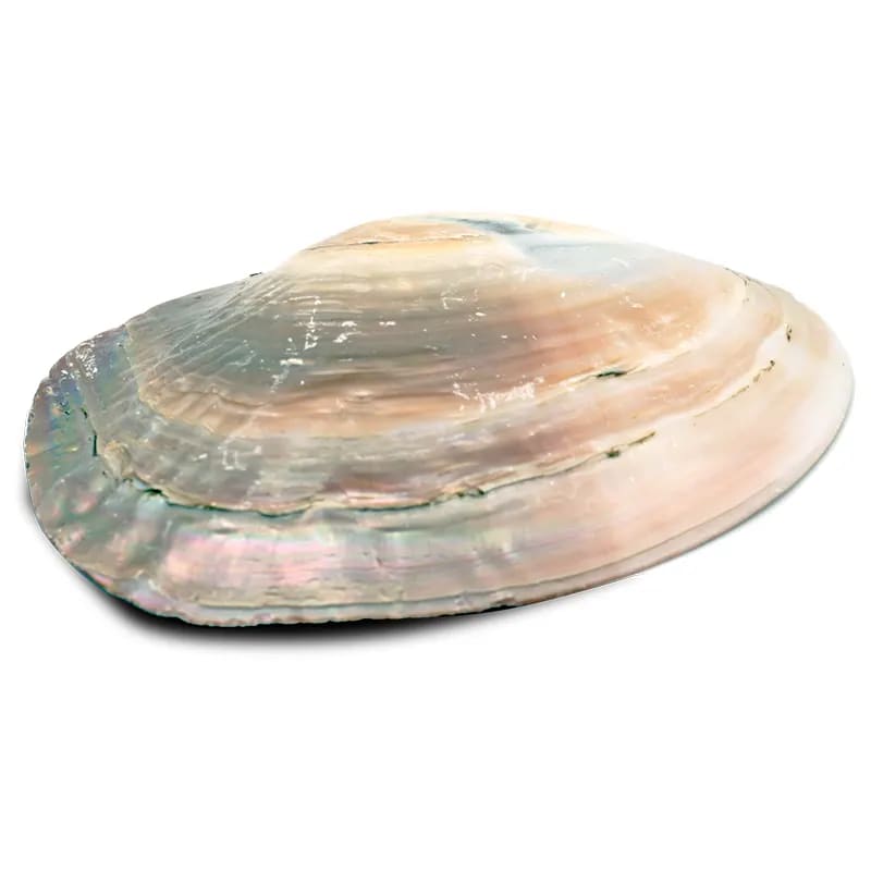 Bruciaincenso Conchiglia Naturale in Madreperla con Perla per Incenso, Smudge e Salvia Bianca - Purificante e Confortante - Portaincenso 15-16cm - clorophilla-shop