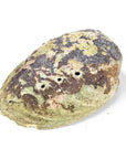 Bruciaincenso Conchiglia Naturale Paua Abalone Arcobaleno Haliotis Iris per Incenso, Smudge e Salvia Bianca - Portaincenso 12,5-15,5cm - clorophilla-shop