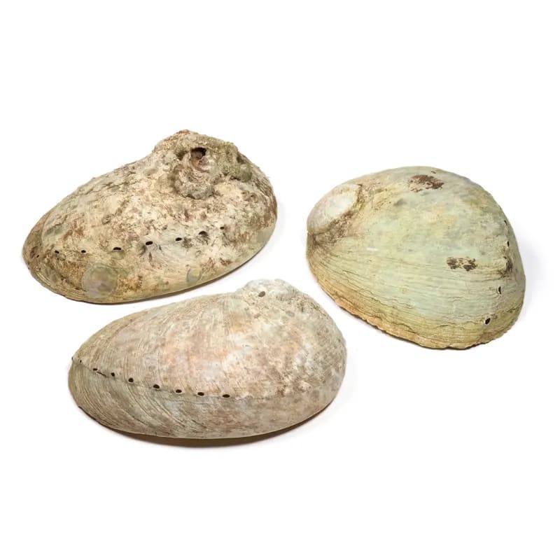 Bruciaincenso Conchiglia Naturale Abalone Haliotis per Incenso, Salvia Bianca e Smudge - Portaincenso 12-16cm - clorophilla-shop