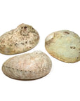 Bruciaincenso Conchiglia Naturale Abalone Haliotis per Incenso, Salvia Bianca e Smudge - Portaincenso 12-16cm - clorophilla-shop