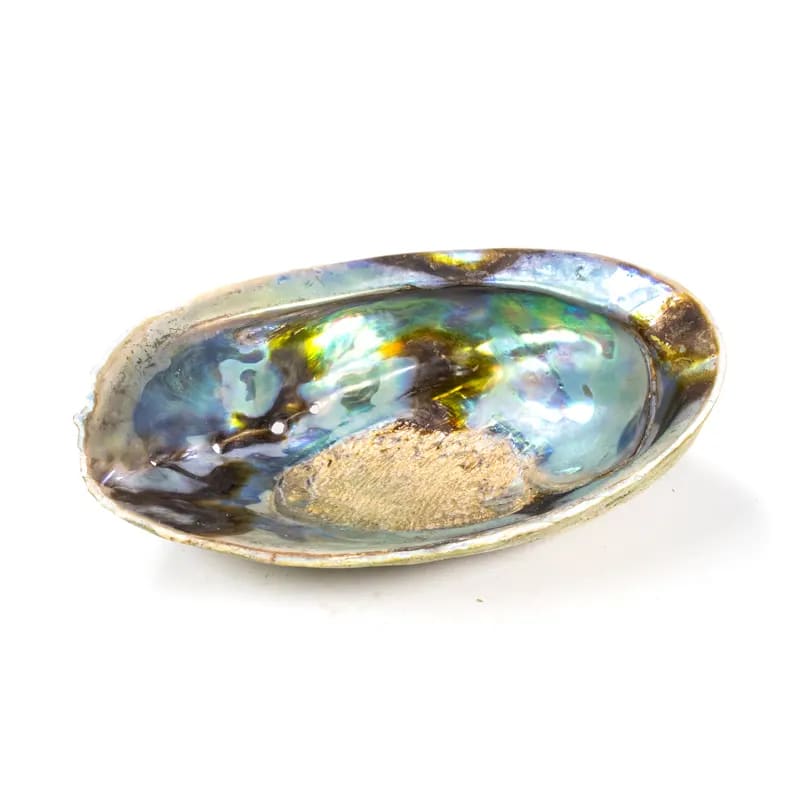 Bruciaincenso Conchiglia Naturale Paua Abalone Arcobaleno Haliotis Iris per Incenso, Smudge e Salvia Bianca - Portaincenso 12,5-15,5cm - clorophilla-shop