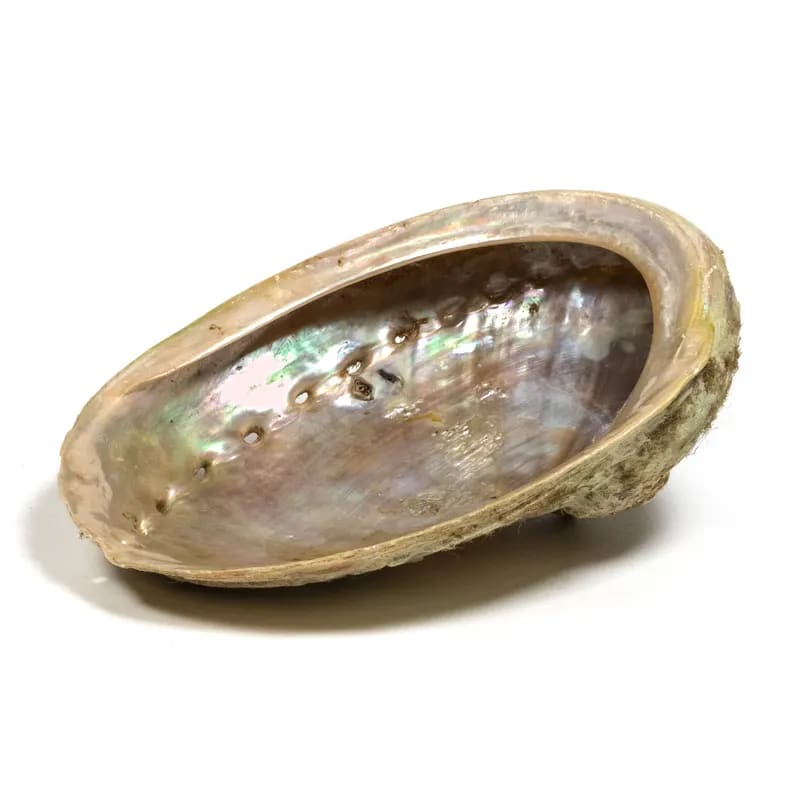 Bruciaincenso Conchiglia Naturale Abalone Haliotis per Incenso, Salvia Bianca e Smudge - Portaincenso 12-16cm - clorophilla-shop
