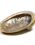 Bruciaincenso Conchiglia Naturale Abalone Haliotis per Incenso, Salvia Bianca e Smudge - Portaincenso 12-16cm - clorophilla-shop