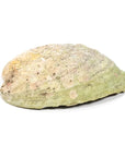 Bruciaincenso Conchiglia Naturale Paua Abalone Arcobaleno Haliotis Iris per Incenso, Smudge e Salvia Bianca - Portaincenso 12,5-15,5cm - clorophilla-shop