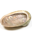 Bruciaincenso Conchiglia Naturale Abalone Haliotis per Incenso, Salvia Bianca e Smudge - Portaincenso 12-16cm - clorophilla-shop