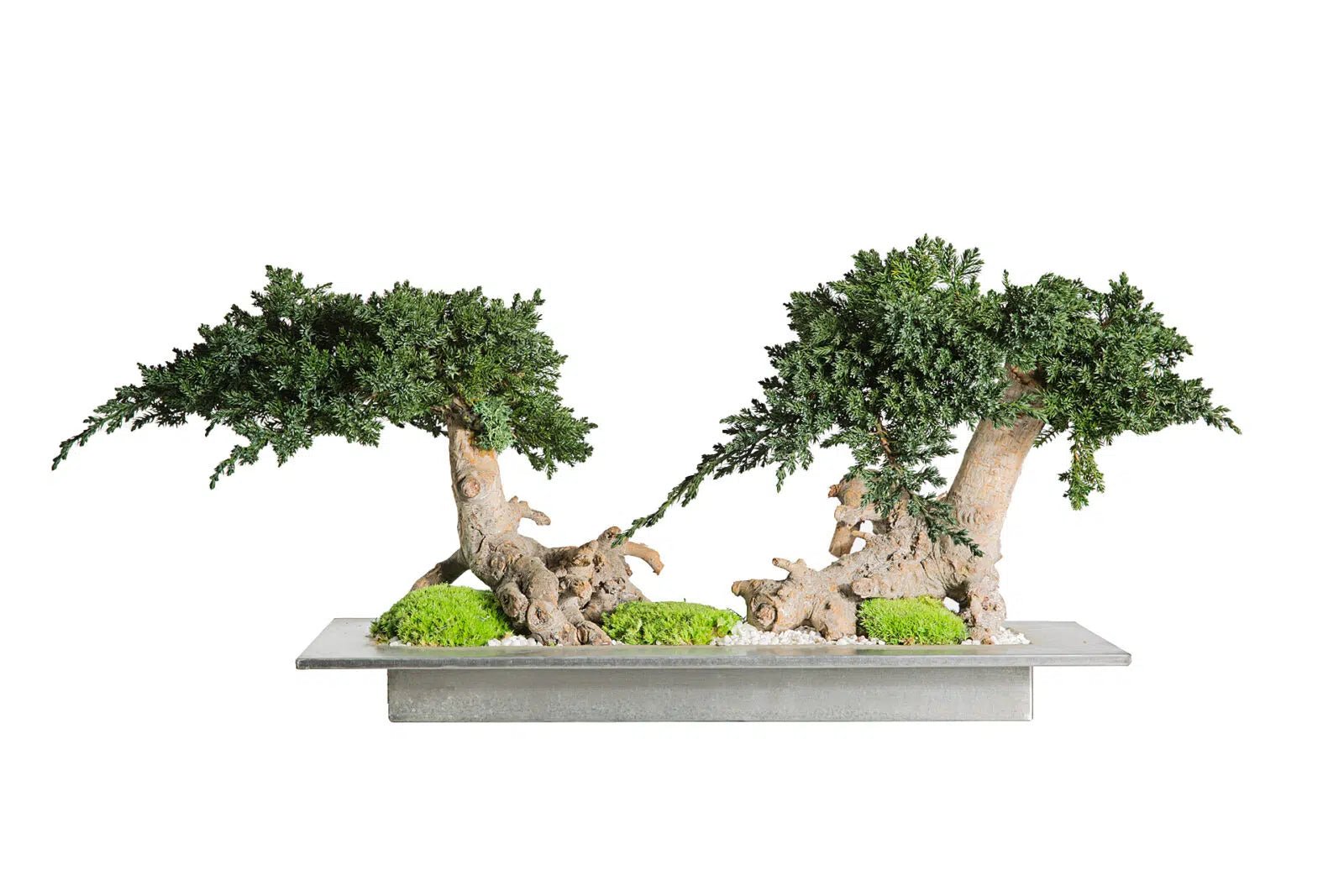 Bonsai Stabilizzati - Clorophilla Shop