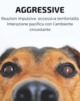 SAMSARA - Incenso in Bastoncini Per Animali Fatto a Mano 100% Naturale, Controllo dell'Aggressività e Convivenza per Amici a 4 Zampe - Aromaterapia per animali - 15gr (AGGRESSIVE)