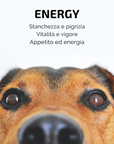 SAMSARA - Incenso in Bastoncini Per Animali Fatto a Mano 100% Naturale, Energia E Vitalità per Amici a 4 Zampe - Aromaterapia per animali - 15gr (ENERGY)