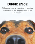 SAMSARA - Incenso in Bastoncini Per Animali Fatto a Mano 100% Naturale, per Amici a 4 Zampe Timidi e Diffidenti - Aromaterapia per animali - 15gr (DIFFIDENCE)