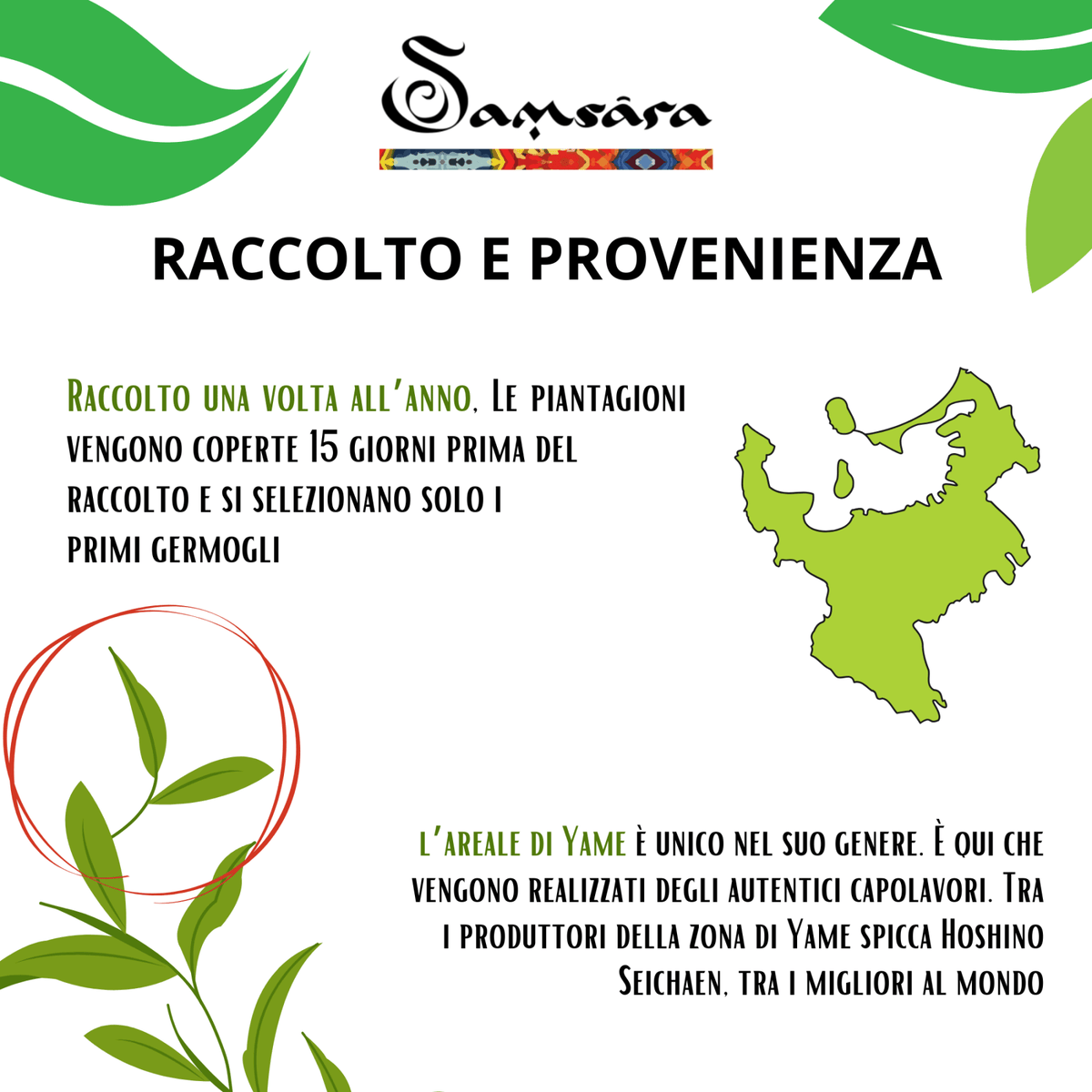 SAMSARA - Matcha Cerimoniale Grado Imperiale, YAME Fukuoka. Raccolta manuale, macinatura pietra, no vapore, EGCG testato, e-guida, 25g - Clorophilla Shop