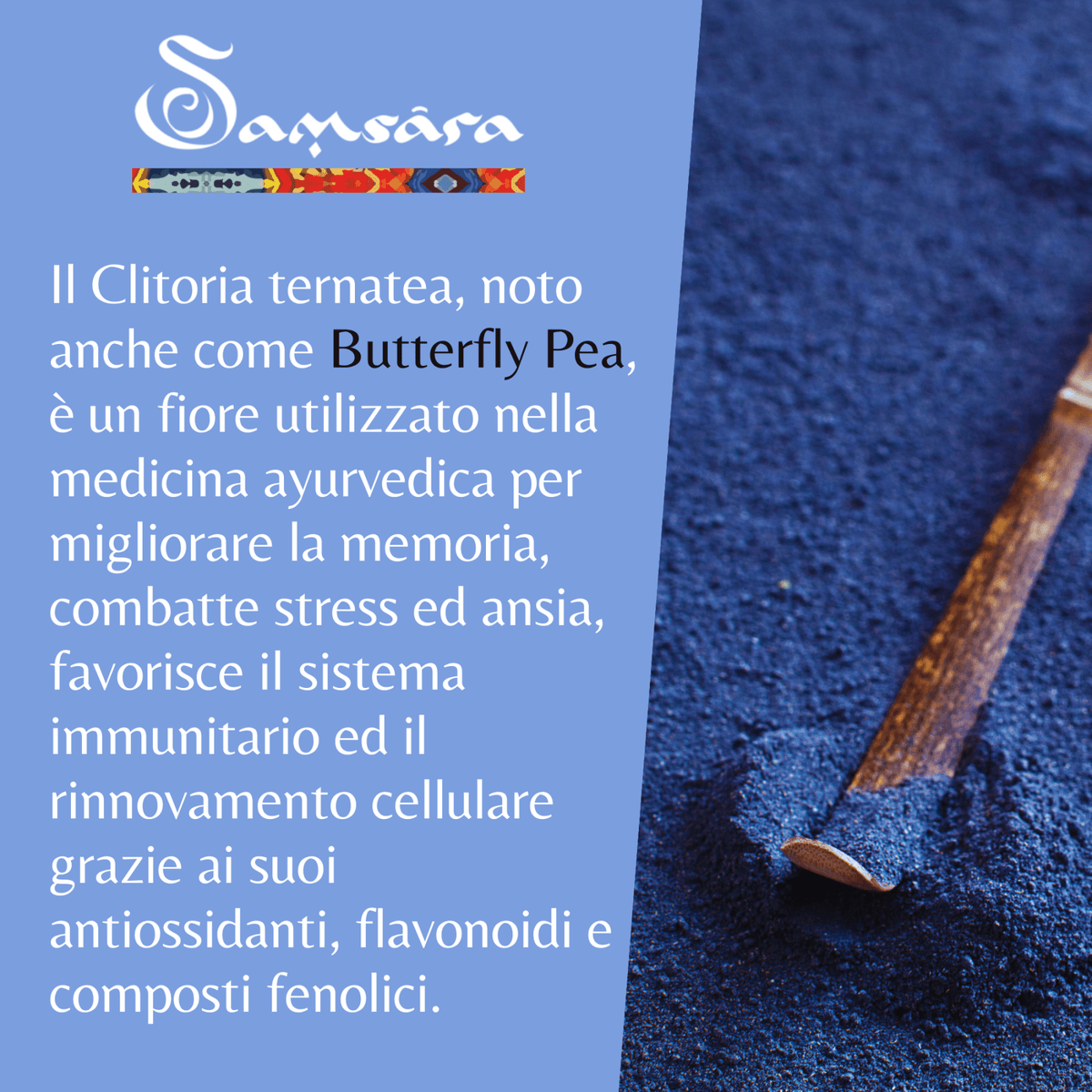 SAMSARA Tè Matcha BLU - SAPORE NATURALE| Fiori di Piselli blu Farfalla 100% Bio | Contro Ansia e Stress, Antiossidante Naturale, Made in Thailandia - Clorophilla Shop