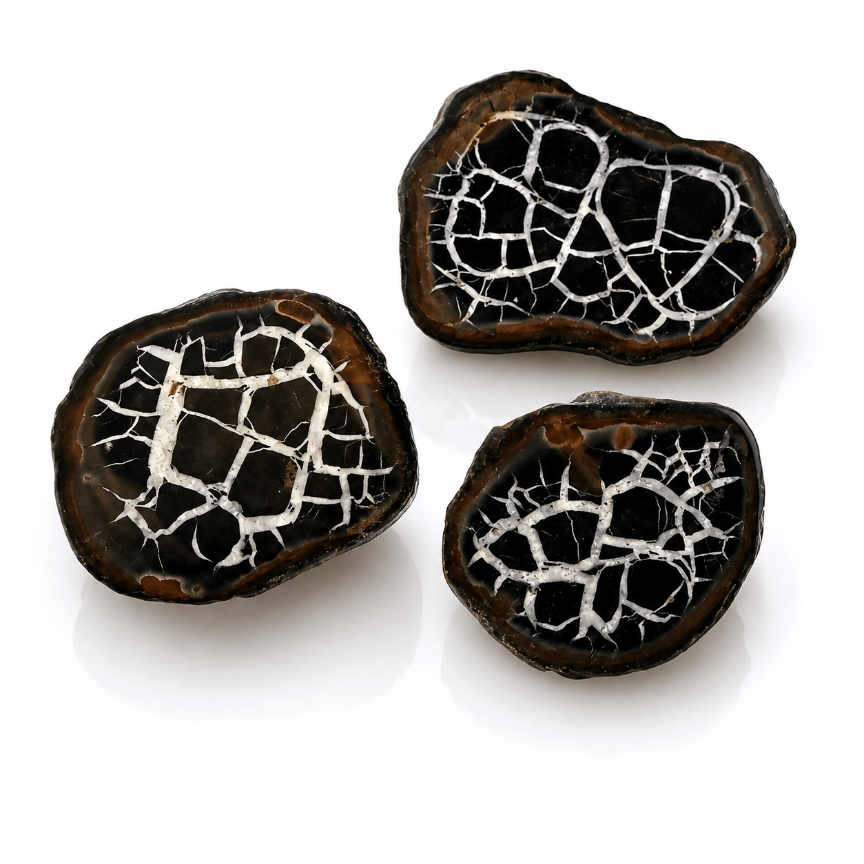 Septaria Semi Lucidata – Uovo di Drago | Radicamento e Forza Interiore - Clorophilla Shop