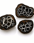Septaria Semi Lucidata – Uovo di Drago | Radicamento e Forza Interiore - Clorophilla Shop